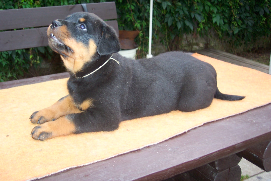 štěňata rtw 7 2006 207.jpg