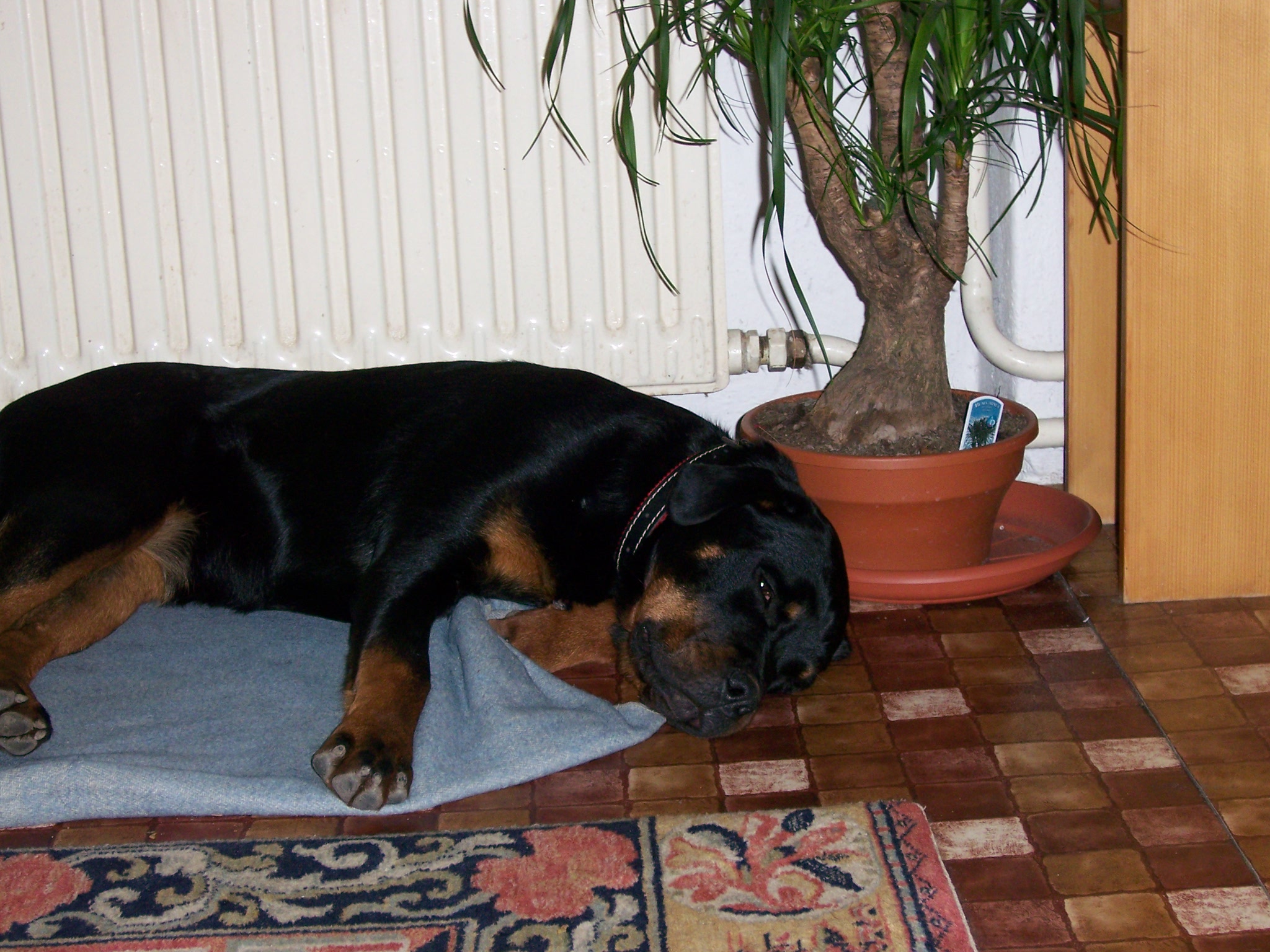 vánoce 2006 014.jpg