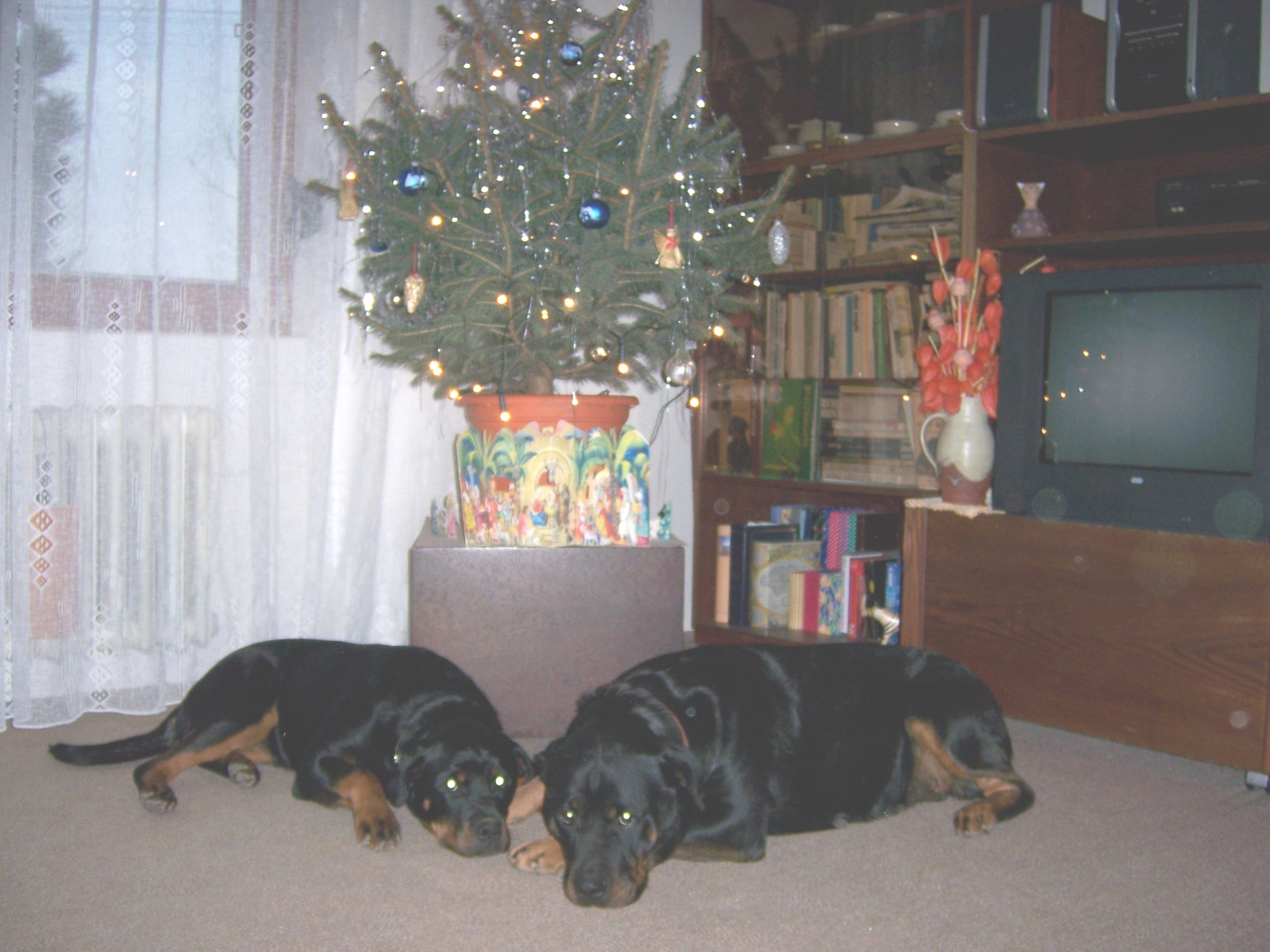 vánoce 2006 004.jpg