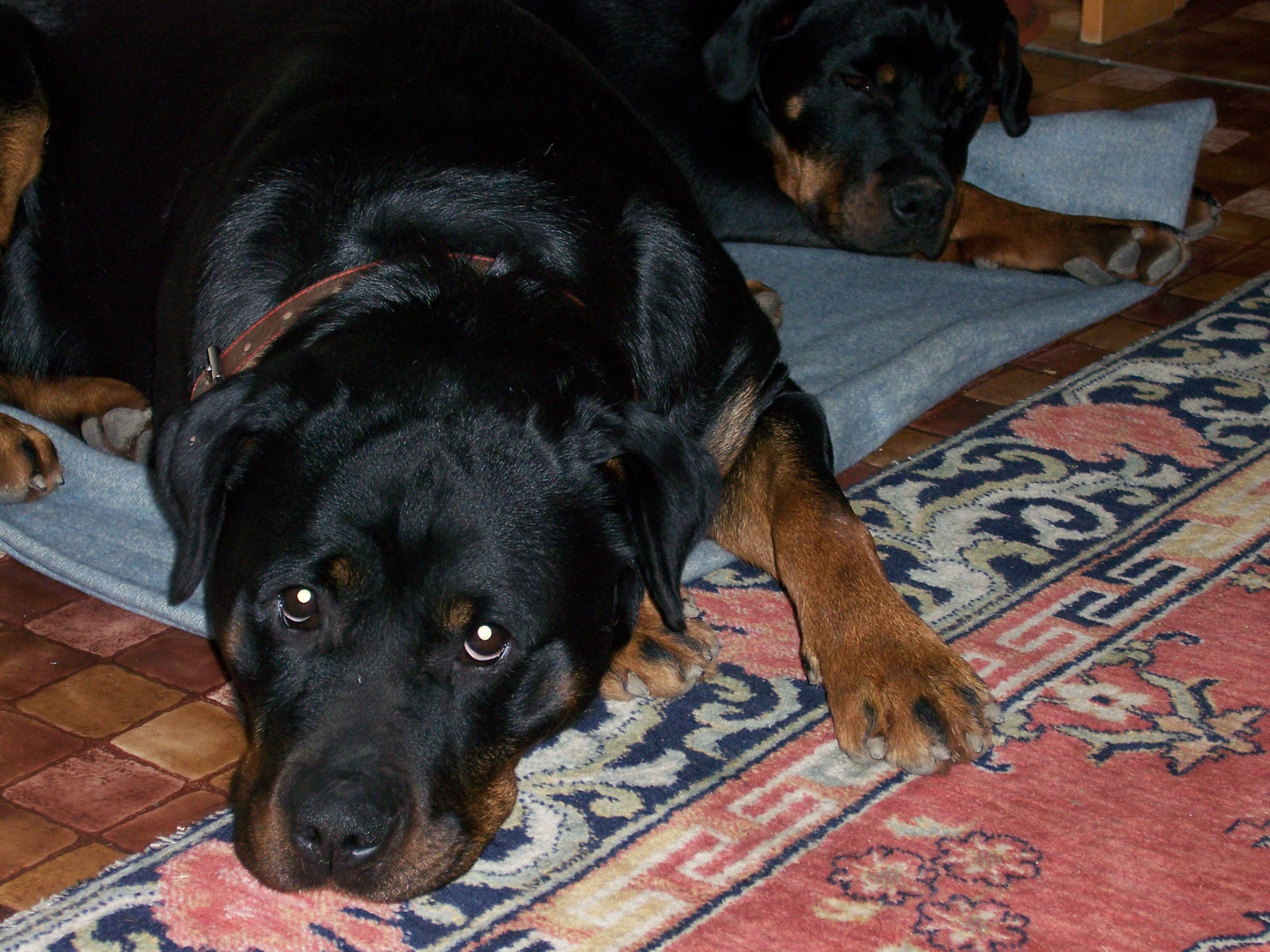 vánoce 2006 015.jpg