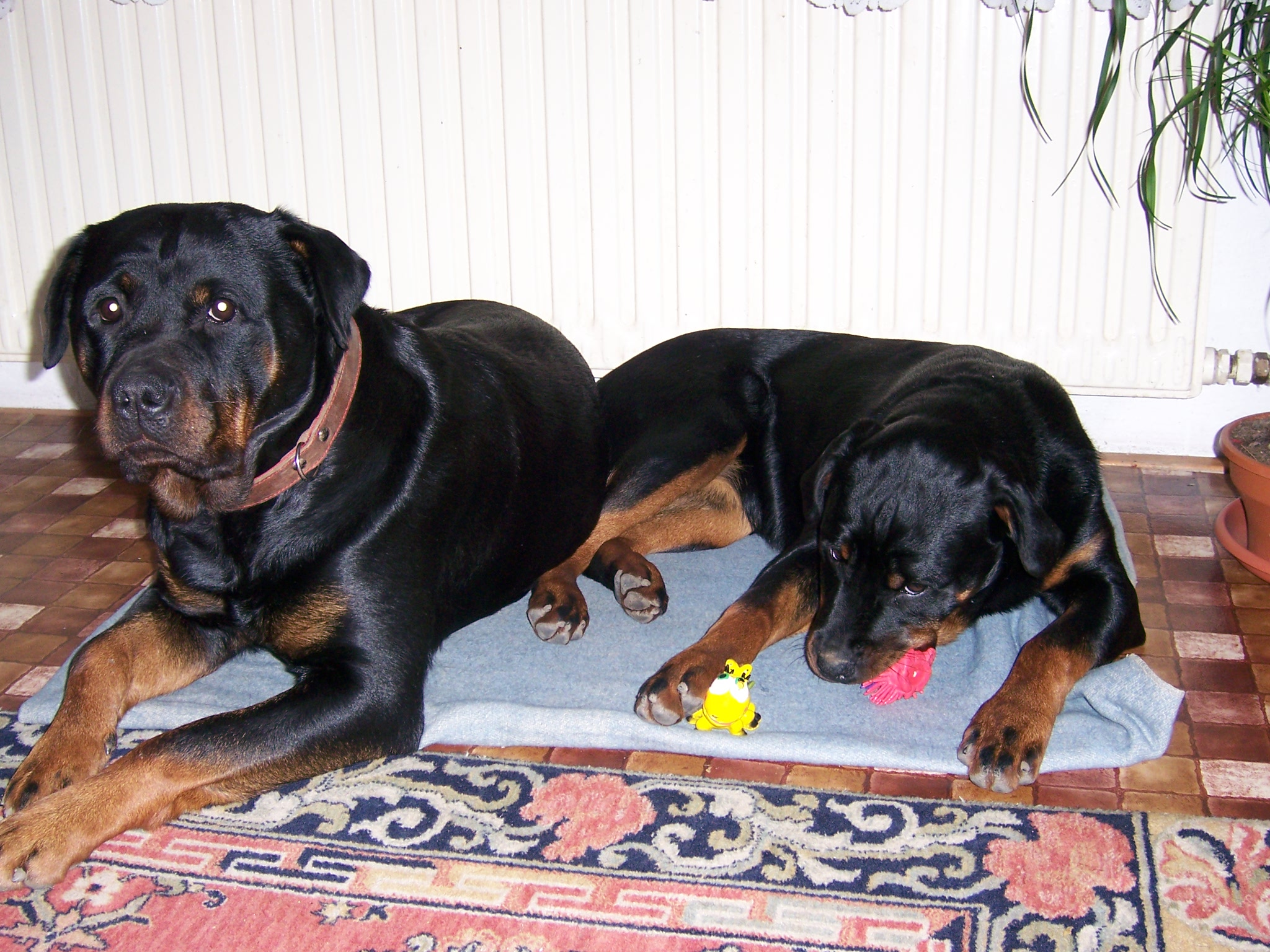 vánoce 2006 018.jpg
