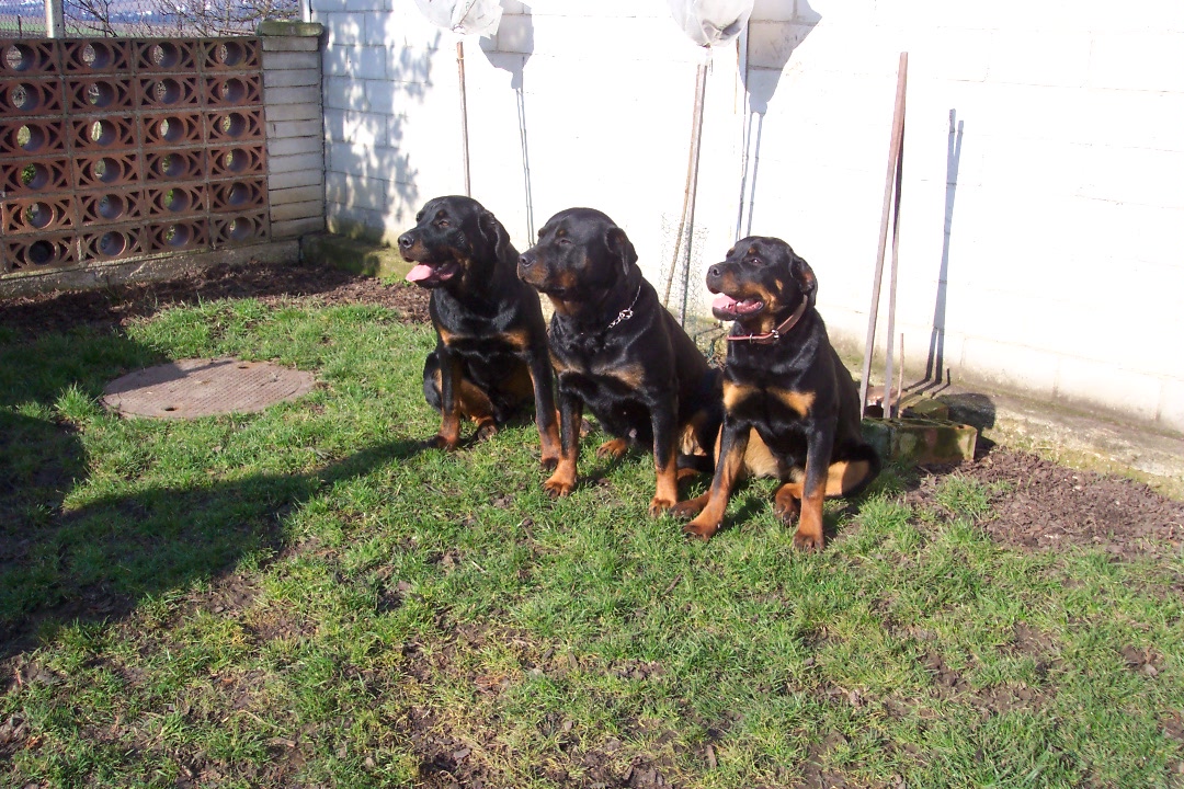 Akry-Rocky,Tara,Afra 015.jpg