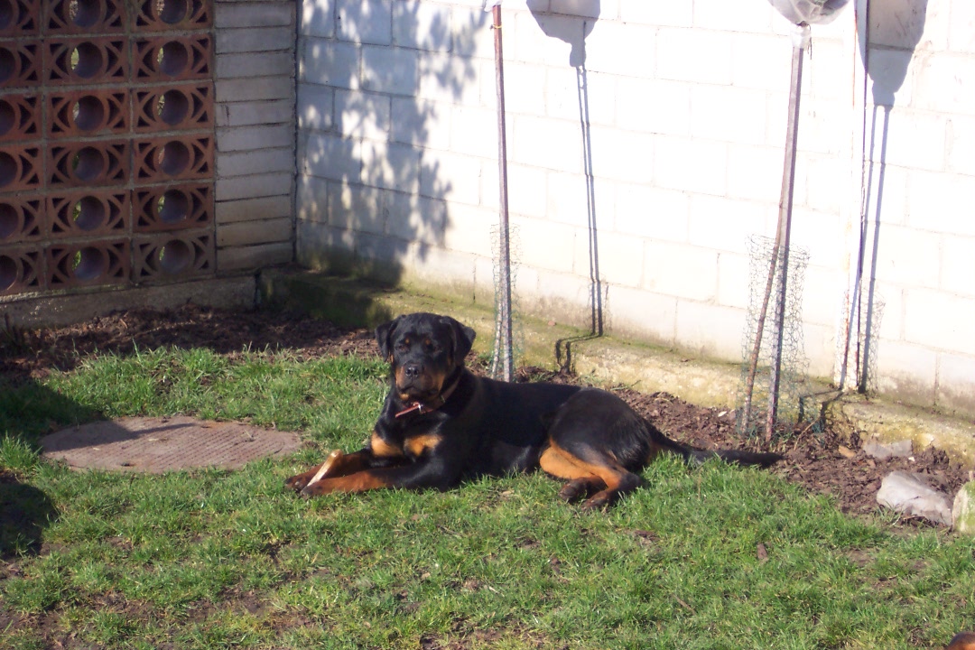 Akry-Rocky,Tara,Afra 022.jpg