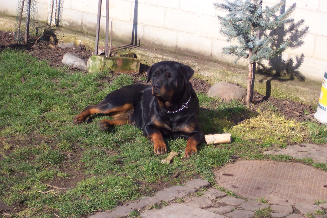 Akry-Rocky,Tara,Afra 023.jpg
