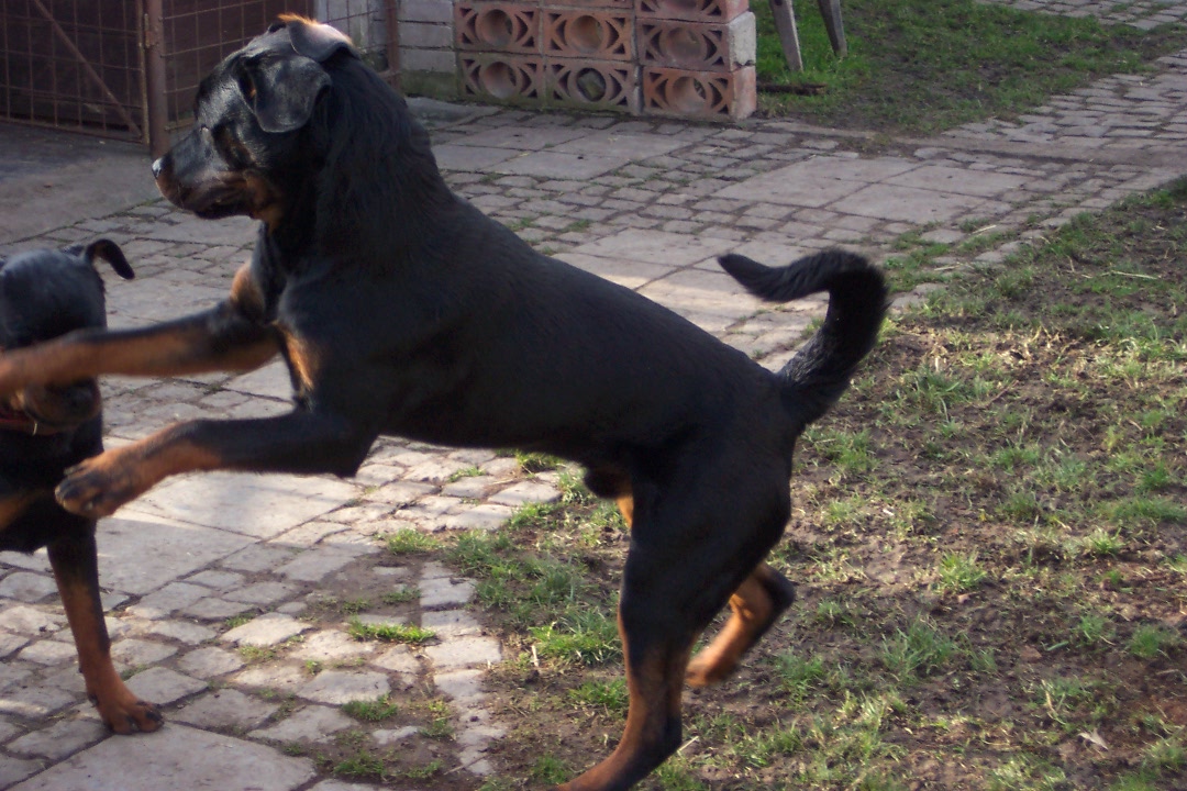 Akry-Rocky,Tara,Afra 005.jpg