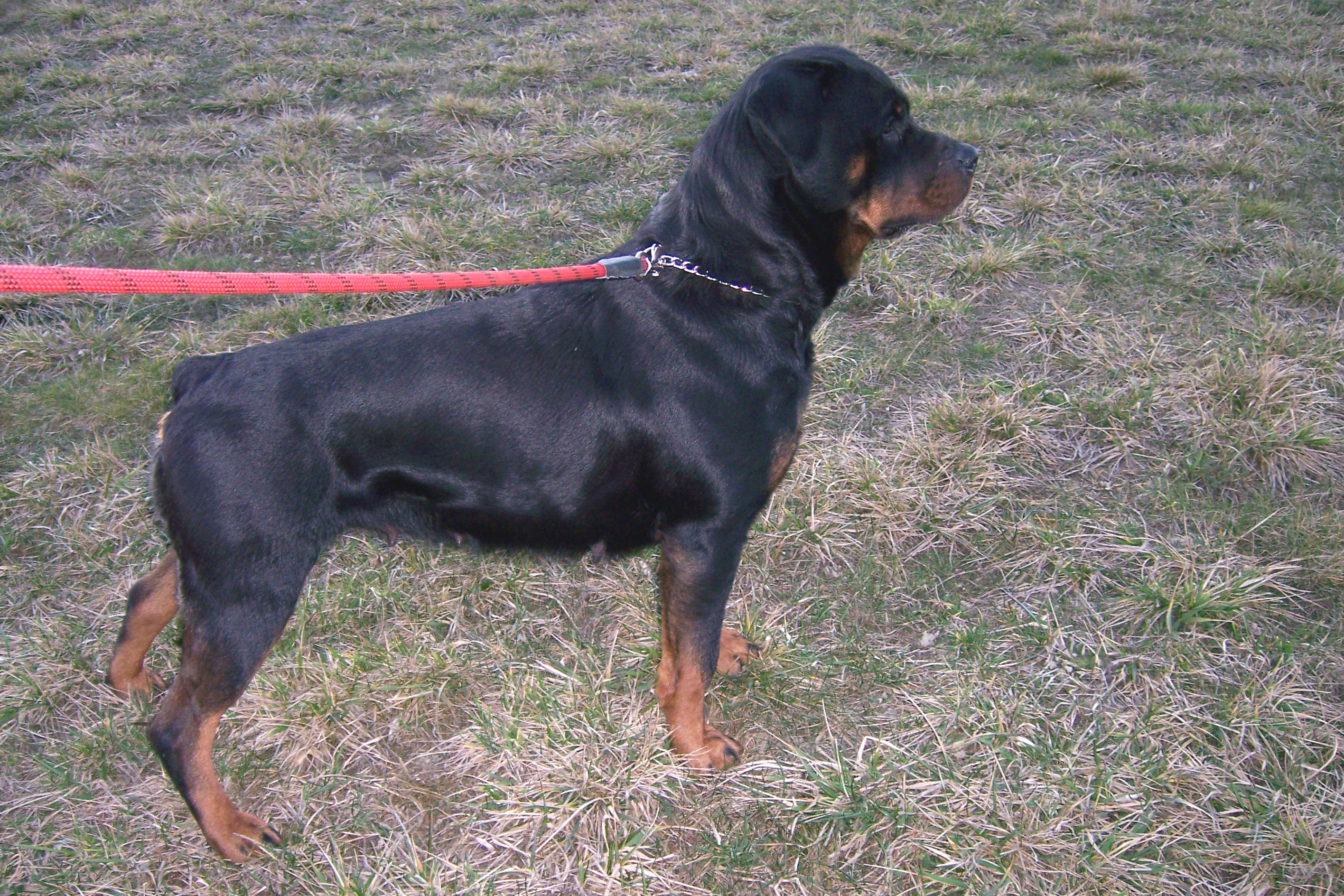 Únor 2007 037.jpg