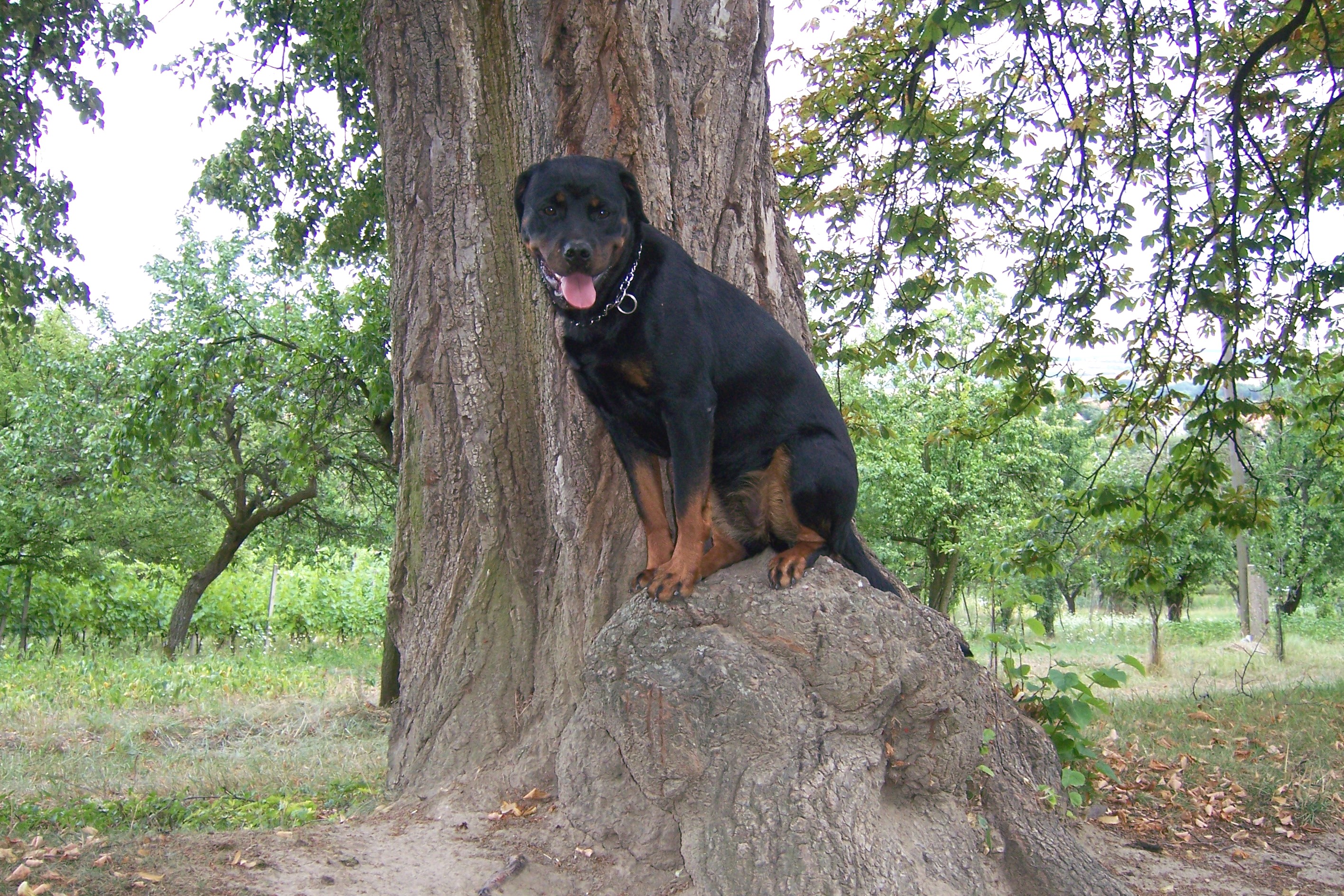 Afra 7 2007 035.jpg