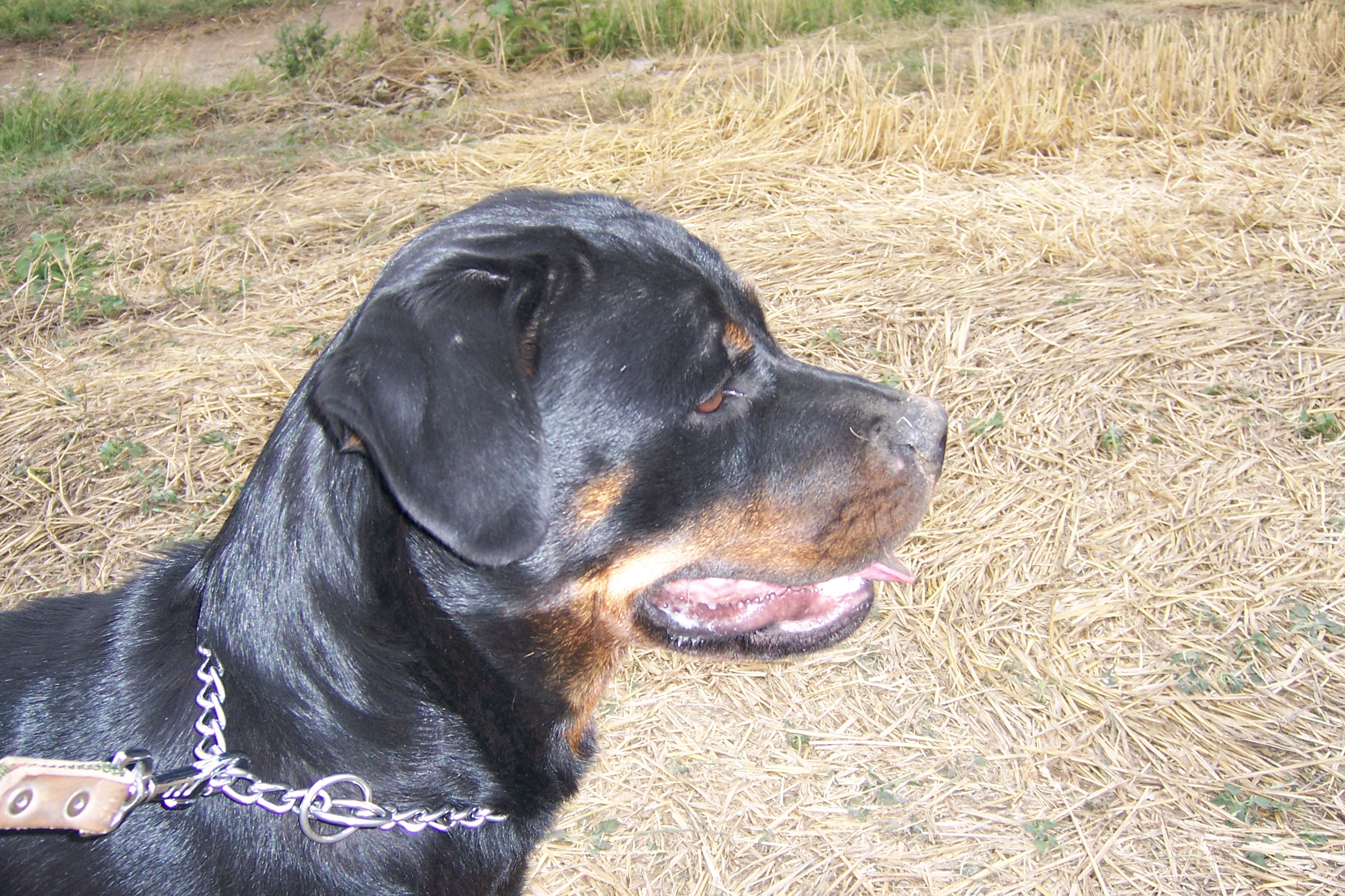 Afra 7 2007 002.jpg