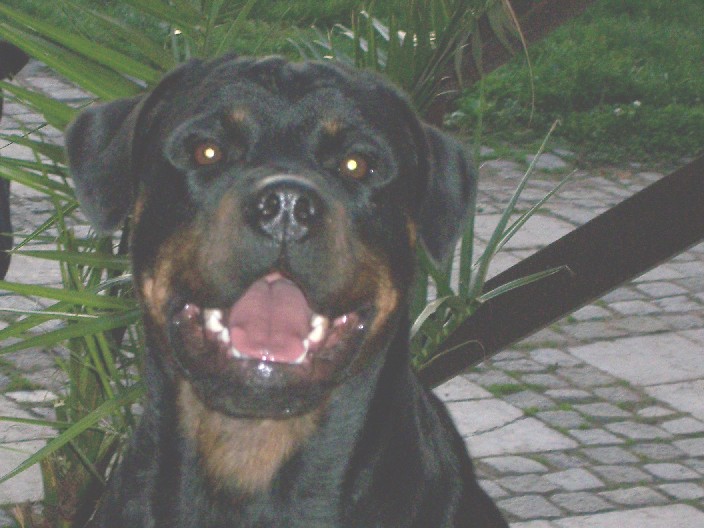 Afra 10 2007.jpg