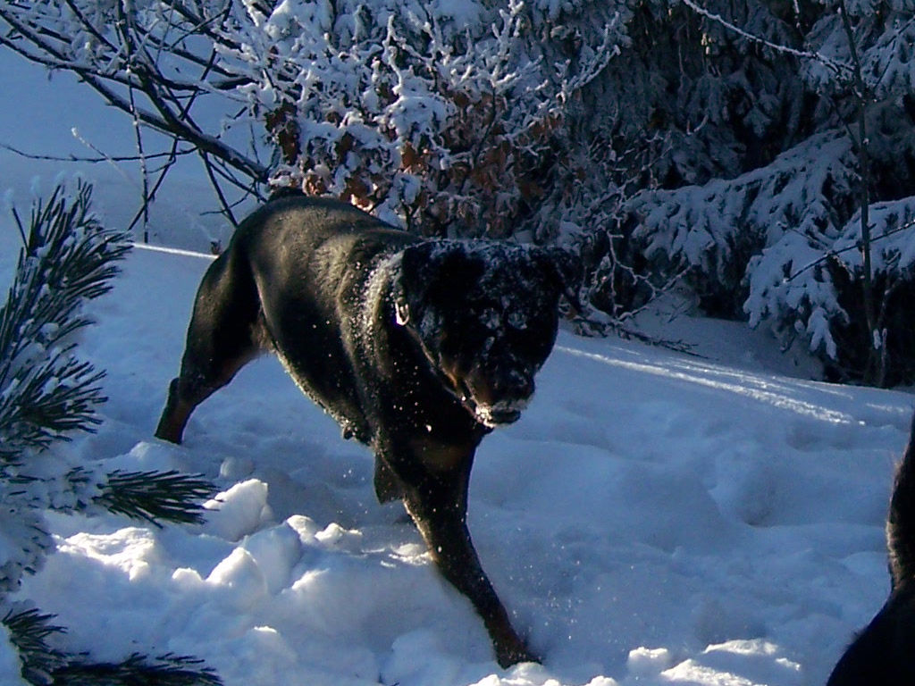 vánoce 2007 096.jpg