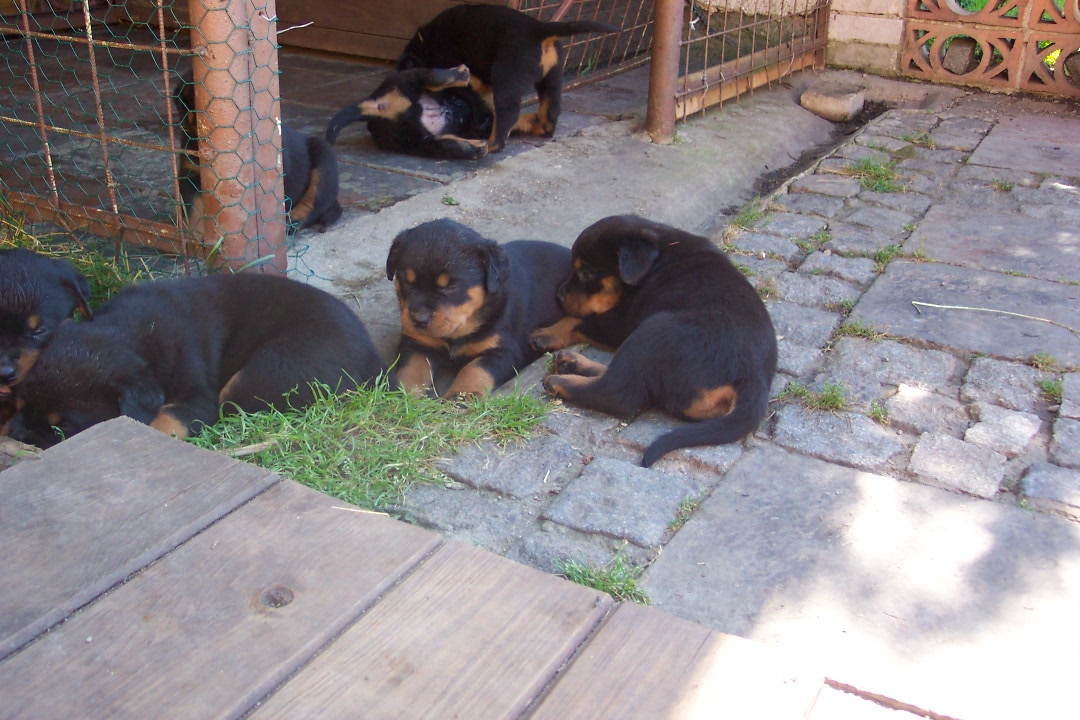 štěňata rtw 7 2006 074.jpg