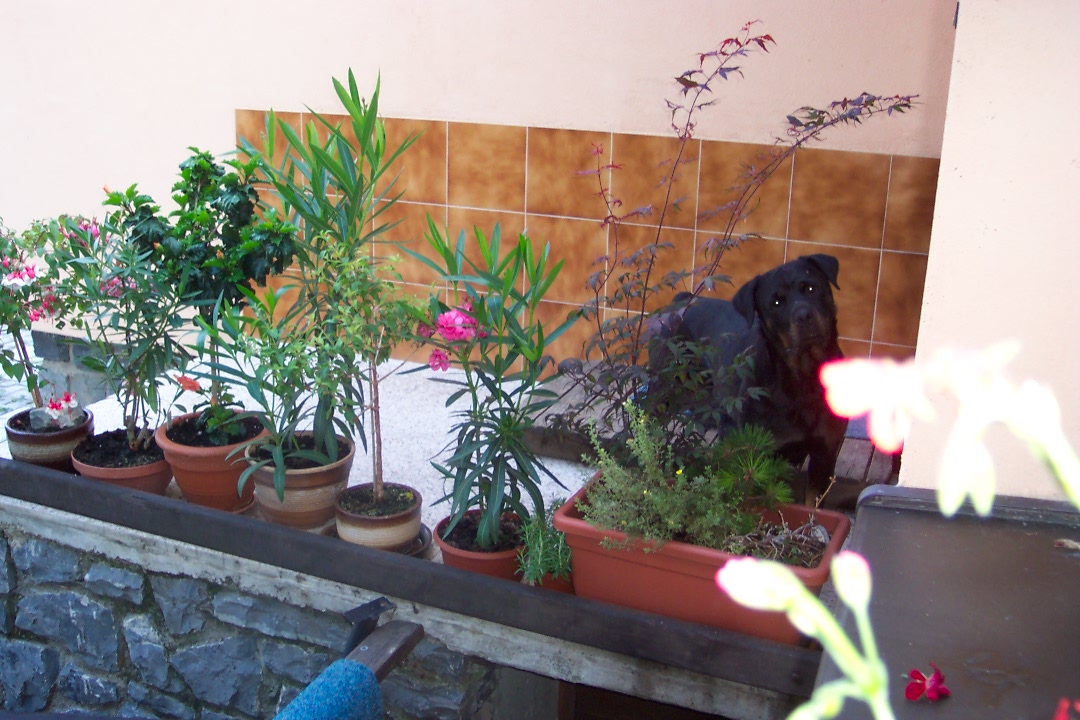 štěňata rtw 7 2006 053.jpg
