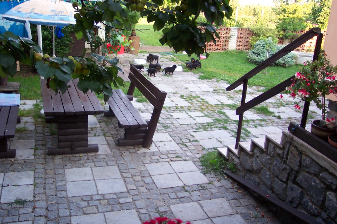 štěňata rtw 7 2006 052.jpg