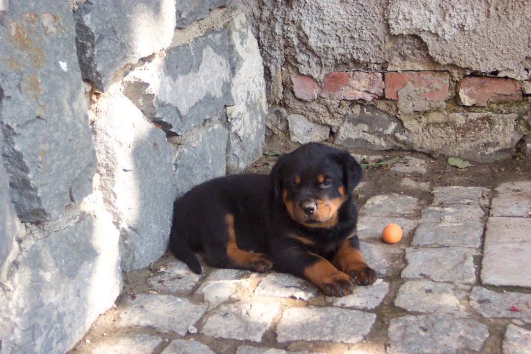 štěňata rtw 7 2006 161.jpg